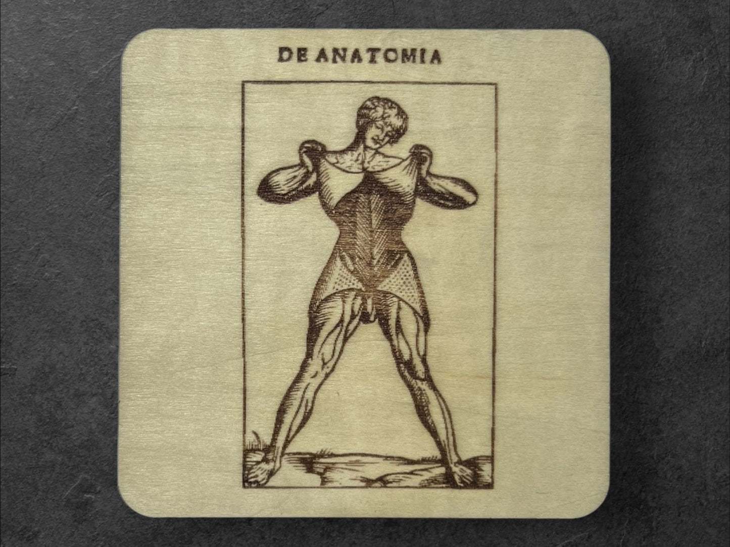 Sous Verres en Bois - Série Planches Anatomiques - Écorchés - André Vésale - Planche 1 - Sous les Toits de Paris