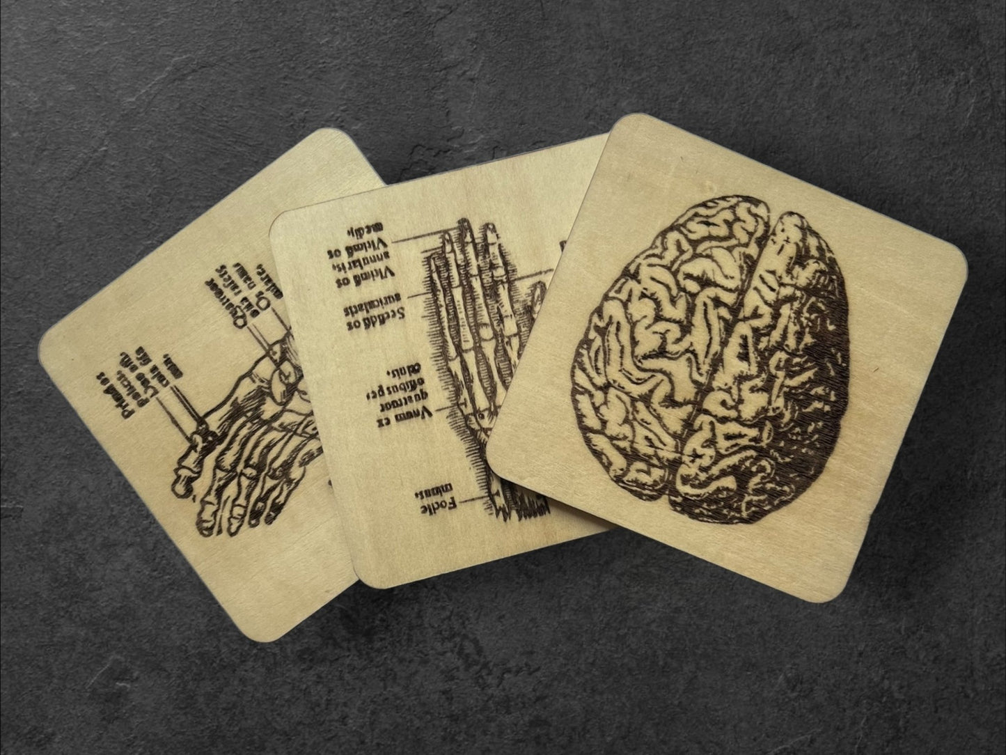 Sous Verres en Bois - Série Planches Anatomiques - Membres, Cerveau - André Vésale - Lot de 3 - Sous les Toits de Paris