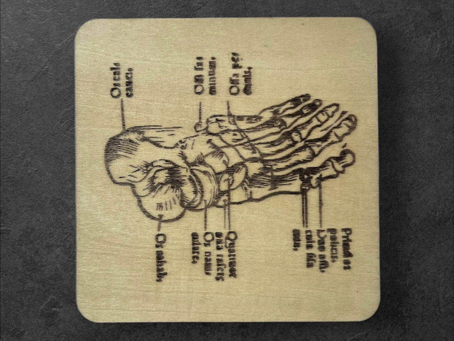 Sous Verres en Bois - Série Planches Anatomiques - Membres, Cerveau - André Vésale - Lot de 3 - Sous les Toits de Paris