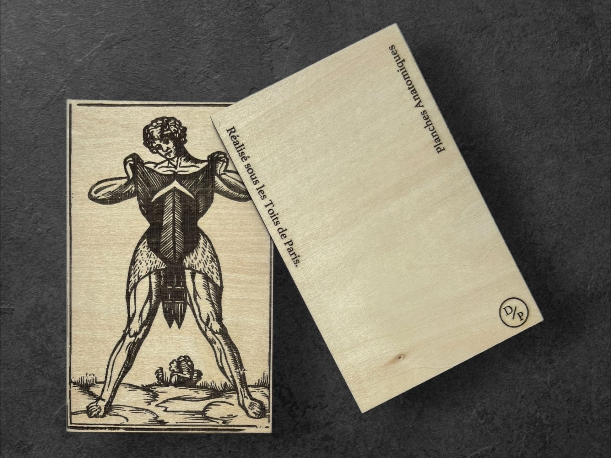 Planches Anatomiques - Panneau en Bois - Écorchés - André Vésale - Lot de 4 - Sous les Toits de Paris