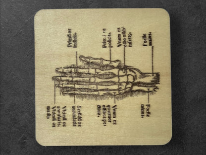 Sous Verres en Bois - Série Planches Anatomiques - Membres, Cerveau - André Vésale - Lot de 3 - Sous les Toits de Paris