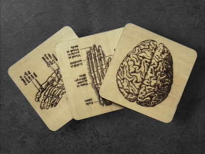 Sous Verres en Bois - Série Planches Anatomiques - Membres, Cerveau - André Vésale - Lot de 3 - Sous les Toits de Paris