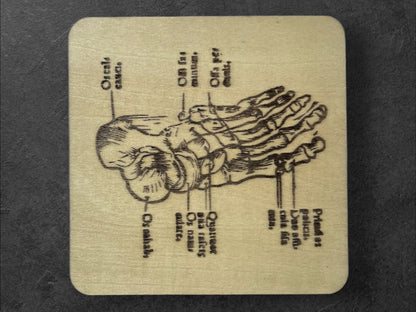 Sous Verres en Bois - Série Planches Anatomiques - Membres, Cerveau - André Vésale - Lot de 3 - Sous les Toits de Paris